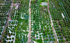 Làng hoa Tết nức tiếng ở Quảng Trị tất bật vào vụ