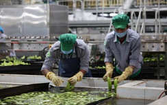 Khi nhà sản xuất ô tô Thaco làm nông nghiệp