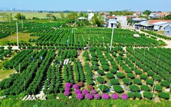 Huế: Làng hoa Tết "hồi sinh" sau lũ lịch sử