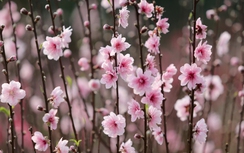 Đào nở rộ trước Tết, nông dân Nghệ An đứng ngồi không yên