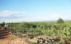 Người dân Gia Lai chặt bỏ vườn cà phê tiền tỷ, giao mặt bằng làm cao tốc Quy Nhơn - Pleiku