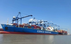 Kiểm soát, ngăn ngừa dịch bệnh do virus Nipah ngay từ cửa khẩu, cảng biển