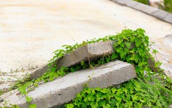 Có được xây dựng trên đất khai hoang, lấn chiếm?