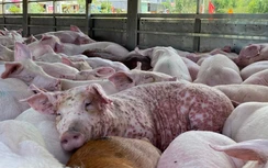 Chuyên gia cảnh báo độc tố có thể tồn tại trong thịt hộp chế biến từ lợn nhiễm bệnh
