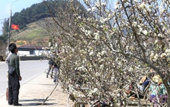 Đào, mận trắng vùng cao Sơn La tấp nập xuống phố