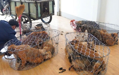 Gia Lai: Khởi tố, tạm giam 6 đối tượng vụ trộm hơn 5.000 con chó
