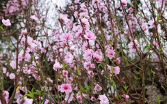 Thanh Hóa: Đào nở rộ trước Tết, người buôn dở khóc, dở cười