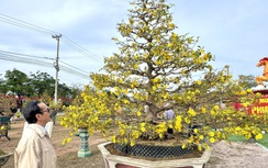 Gia Lai: Hơn 150 tác phẩm mai vàng khoe sắc tại Lễ hội mai vàng An Nhơn Đông 2026