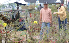 TP.HCM: Hoa Tết bình dân “cháy hàng”, mai mini vài chục nghìn đồng hút khách