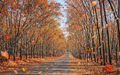 Du xuân nơi biên viễn ngắm rừng cao su thay lá đẹp nao lòng