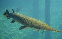 Kết quả xác minh vụ 10 người bị ngộ độc sau khi ăn trứng cá sấu hoả tiễn