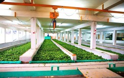 Từ kiểm soát rủi ro đến kiến tạo năng suất trong chuỗi thực phẩm