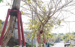Hàng trăm cây xanh ở Gia Lai bao giờ được tháo "cùm"?