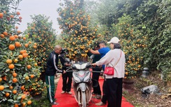 Hà Nội: Làng đào Nhật Tân, quất Tứ Liên tất bật đón khách