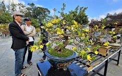 Ngắm hoàng mai Huế rực rỡ khoe sắc đón tết Bính Ngọ 2026