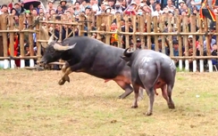 Phú Thọ: Hàng nghìn người dự lễ hội chọi trâu truyền thống Hải Lựu năm 2026