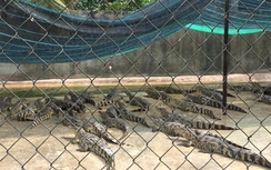 Hoang mang ở “vương quốc” cá sấu