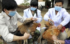 Lo ngại bùng phát đợt dịch cúm A H7N9