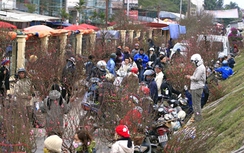 Tổ chức 177 chợ hoa xuân tại Hà Nội, TP HCM