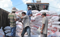 Xuất khẩu gạo sang châu Phi tăng mạnh