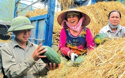 “Giải cứu” nông sản ngay trên “sân nhà”