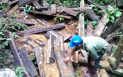 "Thủ thuật" đưa gỗ ra khỏi rừng và cung đường tiêu thụ