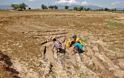 Việt Nam chịu tác động nhiều bởi El Nino