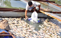 Phó Thủ tướng yêu cầu kiểm tra tình trạng cá chết hàng loạt