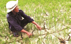 Hạn, mặn 445.000 ha lúa đe dọa an ninh lương thực