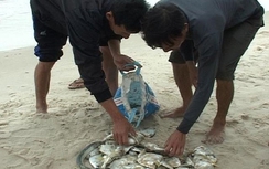 Cá chết vì Formosa: Ngư dân đòi biển sạch