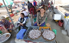 Cuối tháng 8 sẽ công bố chất lượng cá biển ở 4 tỉnh miềnTrung