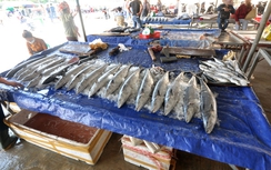 Liên ngành hỗ trợ tiêu thụ hải sản tồn của 4 tỉnh miền Trung