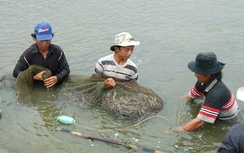 Báo động ô nhiễm nông nghiệp