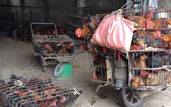 Bắc Giang: Vắng bóng cơ quan thú y, buôn cả gà bệnh