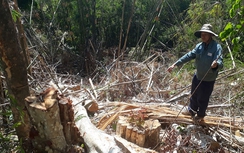 Kon Tum: Rừng phòng hộ Đắk Hà bị "xẻ thịt"