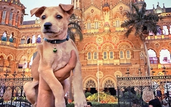 Chú cún được du lịch khắp thế giới