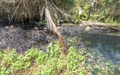 800 lít dầu chảy ra suối ở Bình Phước gây ô nhiễm nghiêm trọng