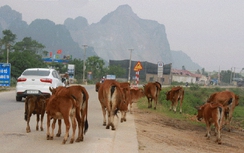 Quảng Bình: Ngăn chặn tình trạng thả gia súc trên đường giao thông