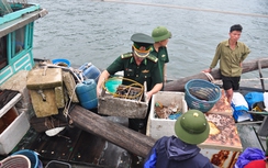 Quảng Ninh: Khai thác thủy sản kiểu “tận diệt” trên biển
