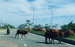 Xử lý nạn trâu bò thả rông sau phản ánh của Báo Giao thông