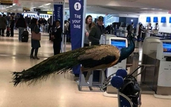 United Airlines cấm đưa "chim công hỗ trợ cảm xúc" lên máy bay