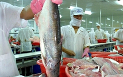 Sẽ kiện phán quyết áp thuế chống bán phá giá cá tra Việt Nam