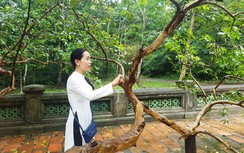 Huyền bí cây ổi biết “cười” ở di tích Lam Kinh