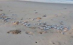 Điều tra nguyên nhân cá chết hàng loạt ven biển Đà Nẵng