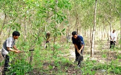 Hỗ trợ gạo cho đồng bào chăm sóc, bảo vệ rừng Sơn La