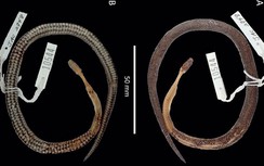 Phát hiện loài rắn mới…trong bụng một loài rắn khác