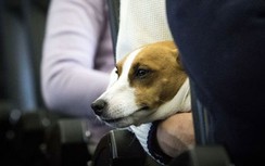 Các hãng hàng không Mỹ cấm mang động vật hỗ trợ cảm xúc