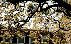 Cây hoa bún 300 tuổi độc nhất vô nhị tại Hà Nội