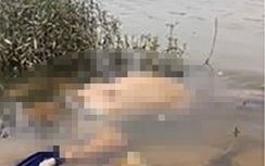 Hà Tĩnh: Phát hiện thi thể phụ nữ đang phân hủy trên sông La