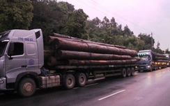 Nghệ An: Phạt gần 500 triệu đồng đoàn xe gỗ quá tải